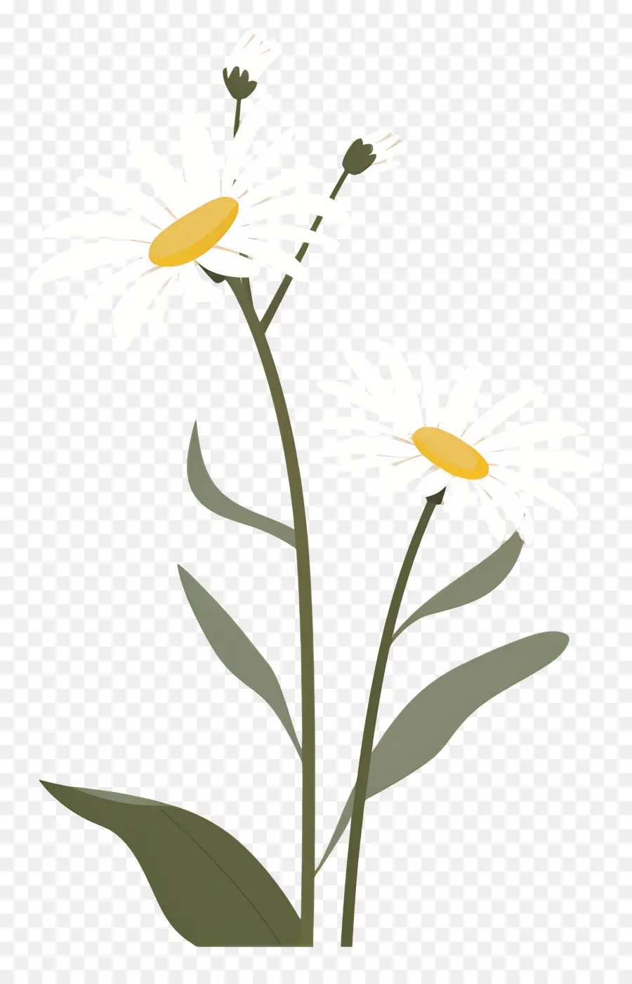 Fleurs Marguerite，Fleurs Simples PNG