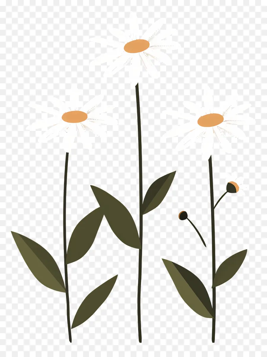 Fleurs Marguerite，Fleurs Simples PNG