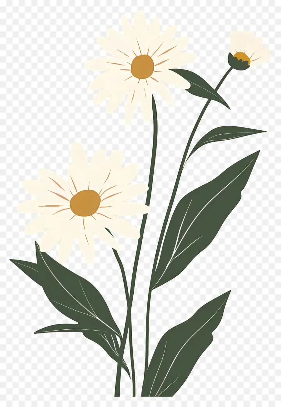 Fleurs Marguerite，Marguerites PNG