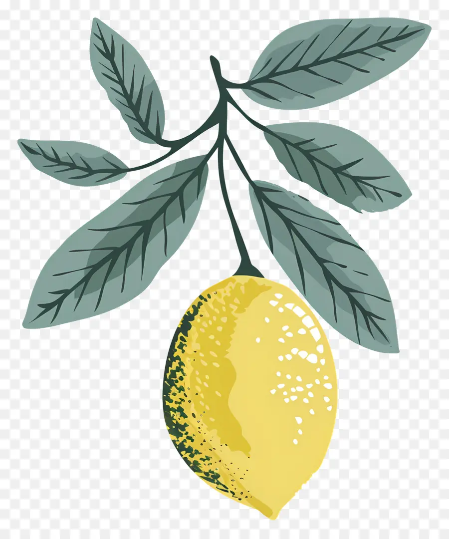 Aquarelle Citron，Citrons PNG