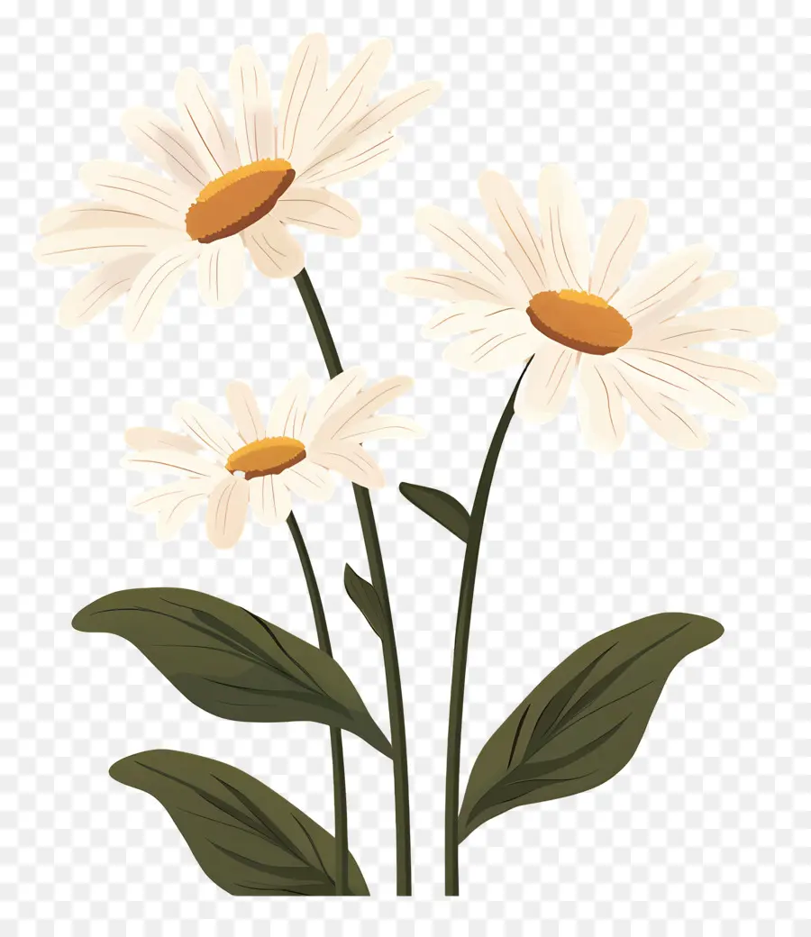 Fleurs Marguerite，Marguerites Simples PNG