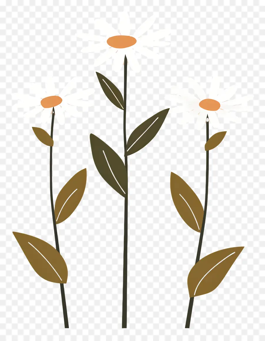 Fleurs Marguerite，Fleurs Simples PNG