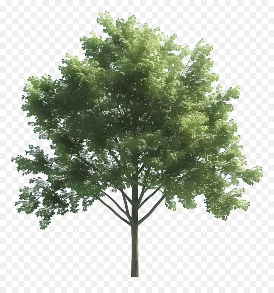 Arbre Animé，Arbre Vert PNG