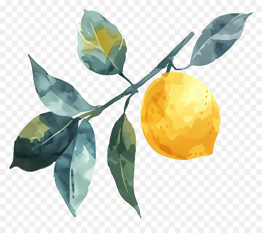 Aquarelle Citron，Citron Jaune PNG