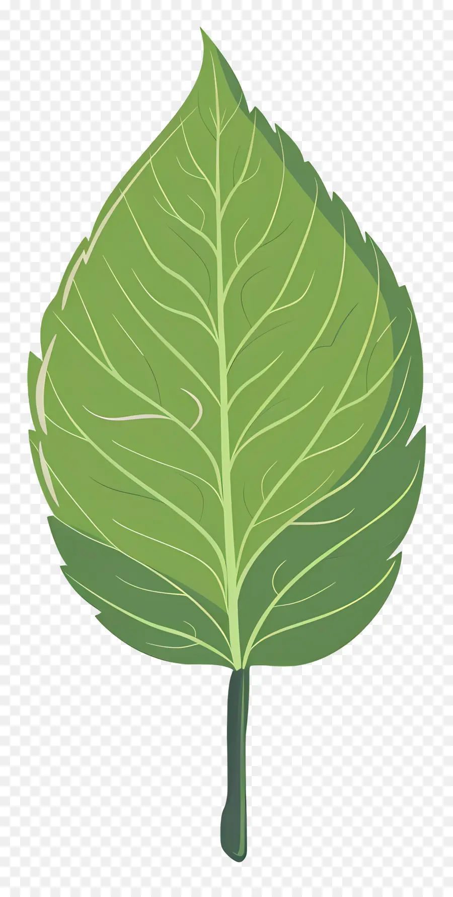 Feuille Unique，Feuille Verte PNG