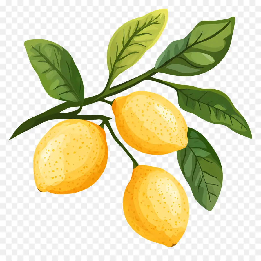 Aquarelle Citron，Citrons Jaunes PNG