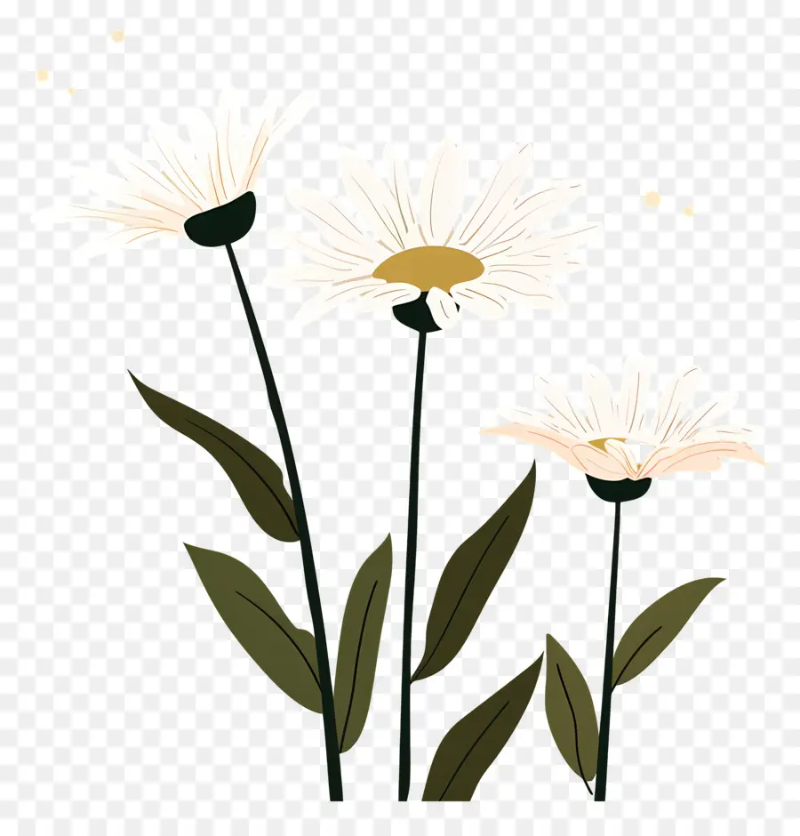 Fleurs Marguerite，Fleurs De Marguerite PNG