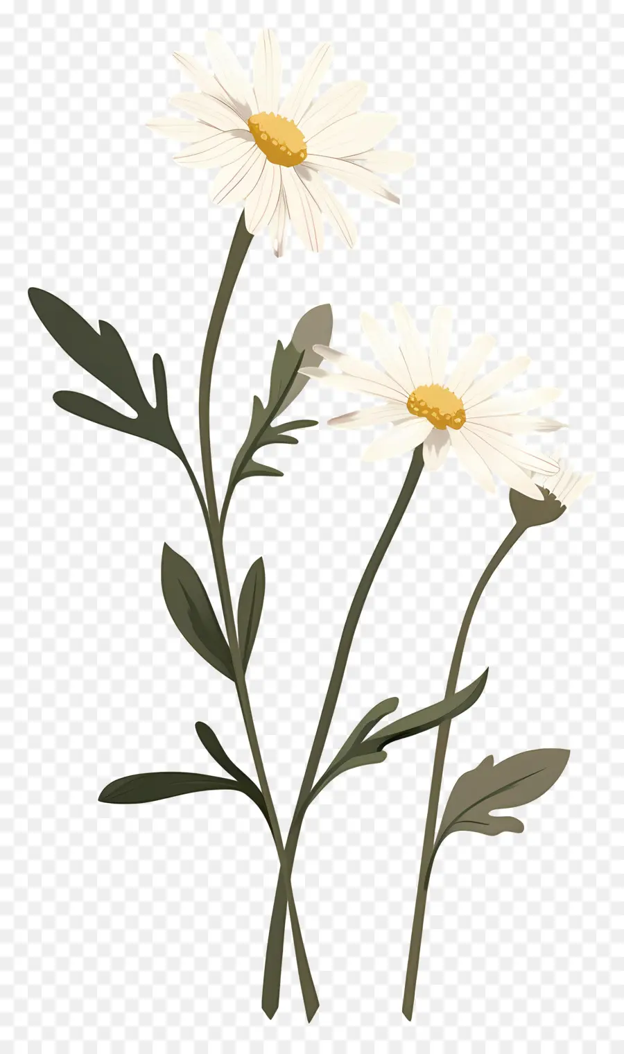 Fleurs Marguerite，Marguerites PNG