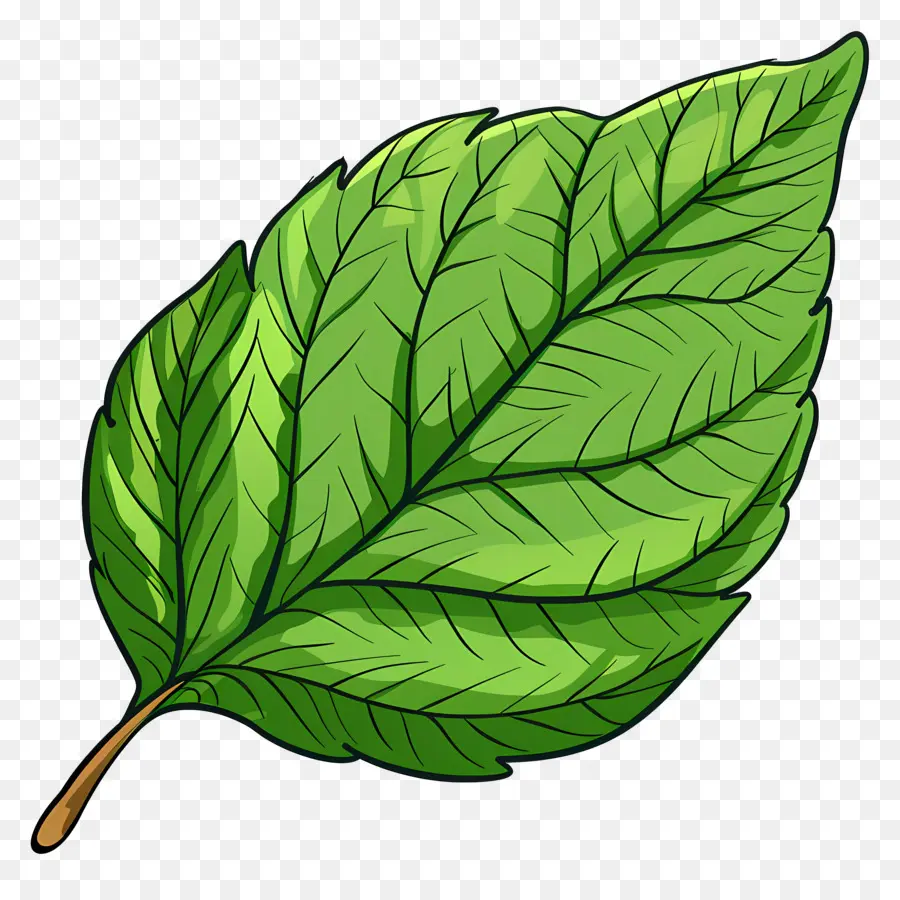 Feuille Unique，Feuille Verte PNG