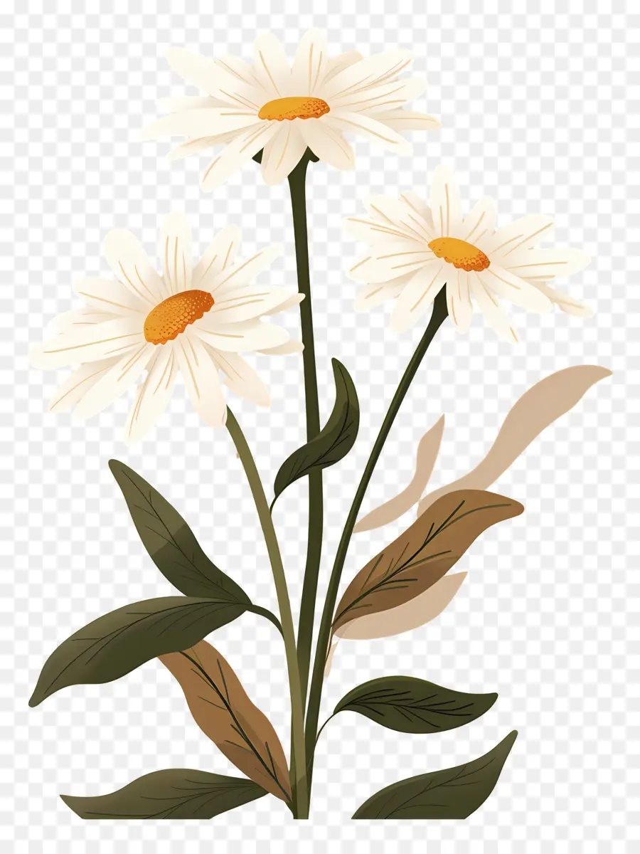 Fleurs Marguerite，Marguerites PNG