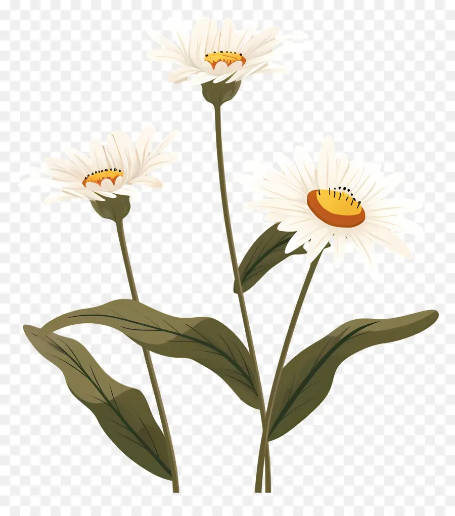 Fleurs Marguerite，Marguerites PNG