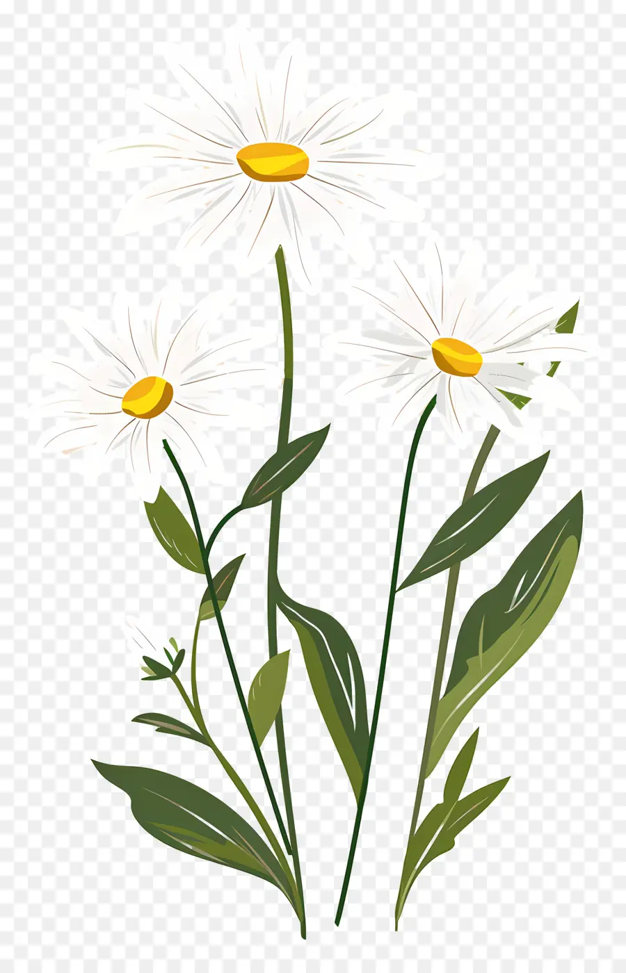 Fleurs Marguerite，Marguerites PNG