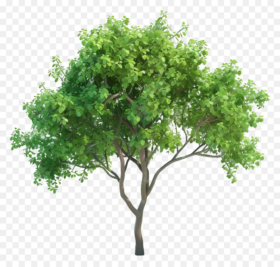 Arbre Animé，Arbre PNG