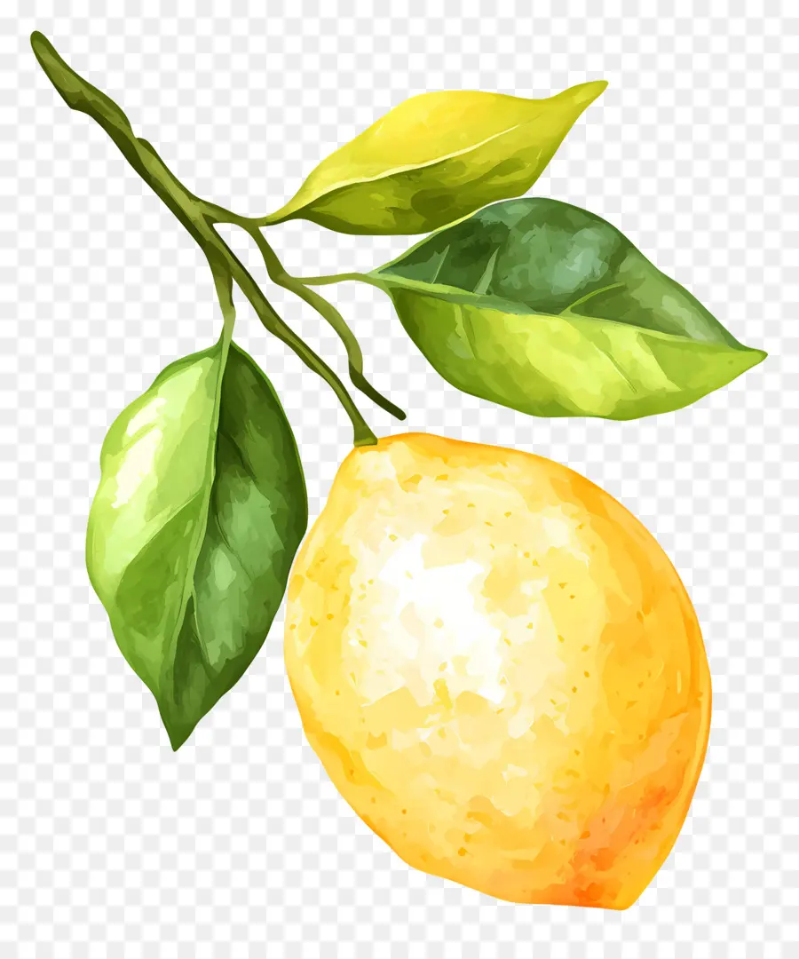 Aquarelle Citron，Un Seul Citron PNG