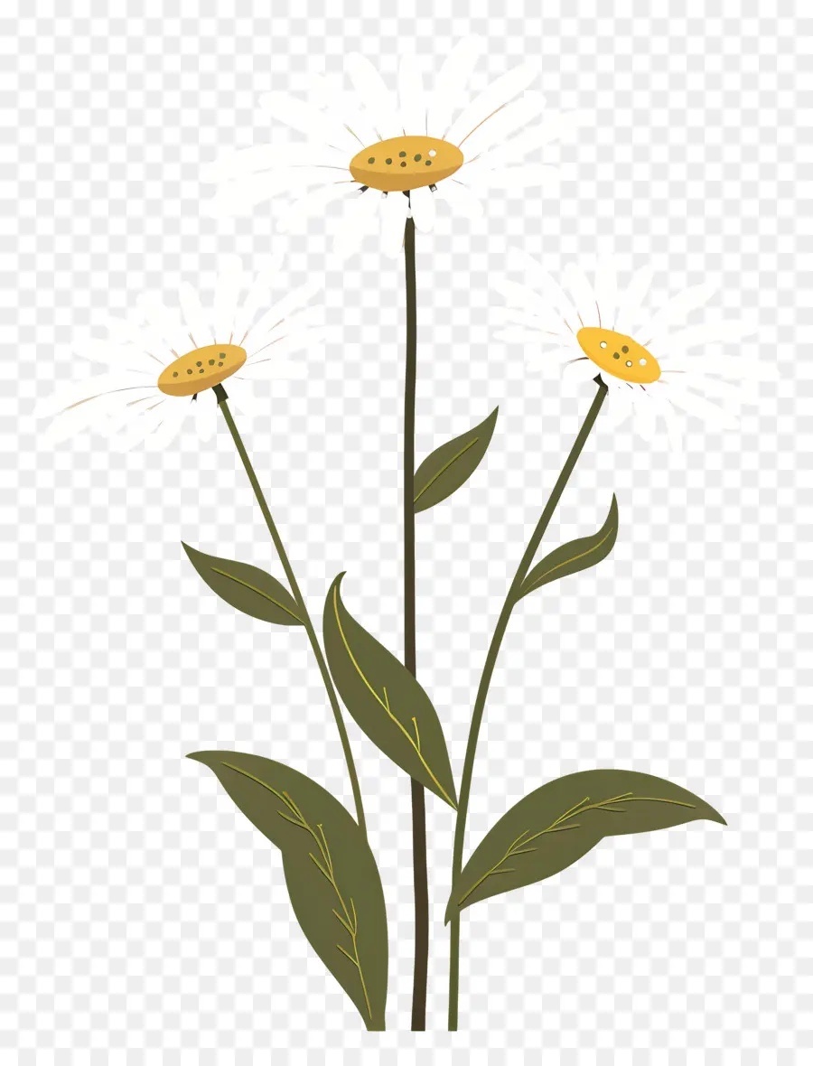 Fleurs Marguerite，Fleurs Simples PNG