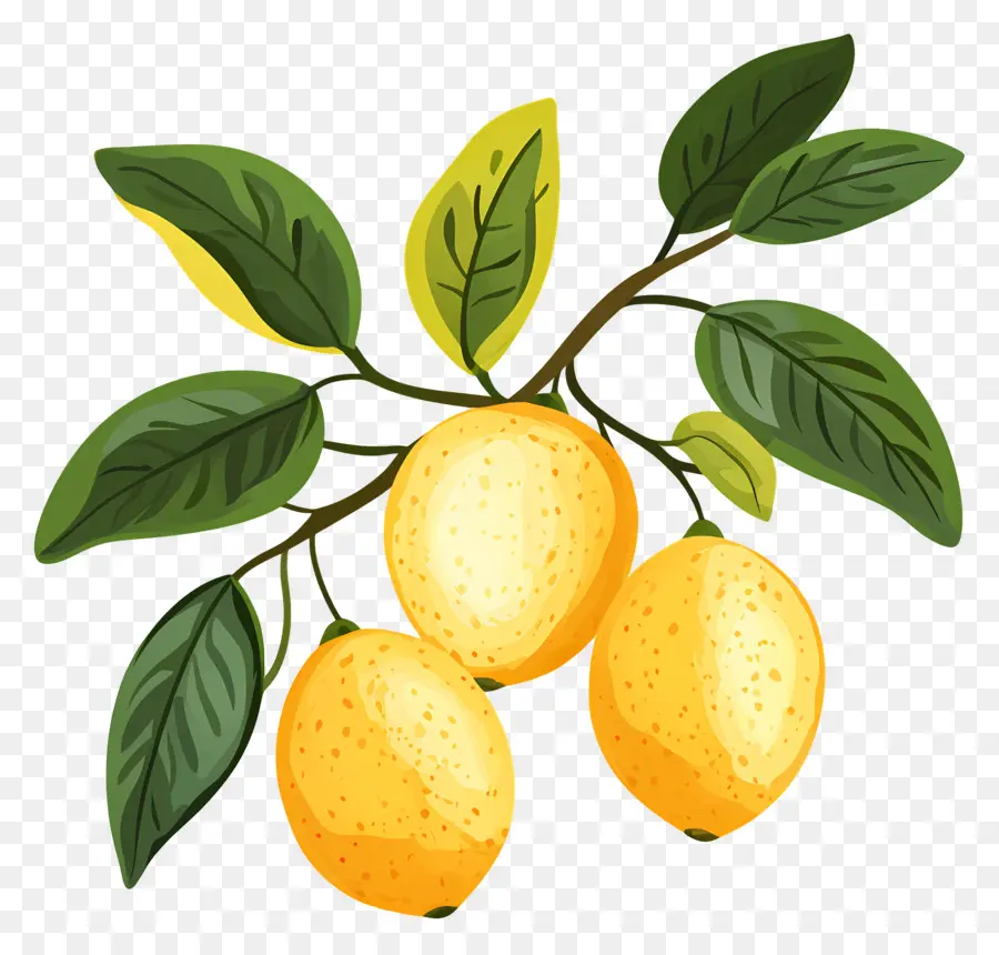 Aquarelle Citron，Citrons Jaunes PNG