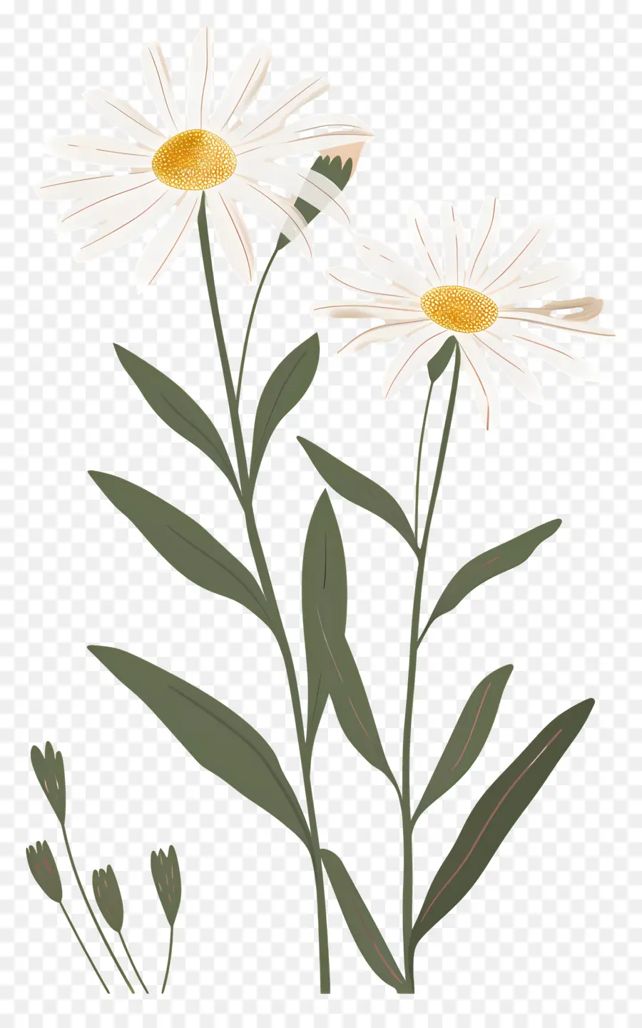 Fleurs Marguerite，Marguerites Artistiques PNG