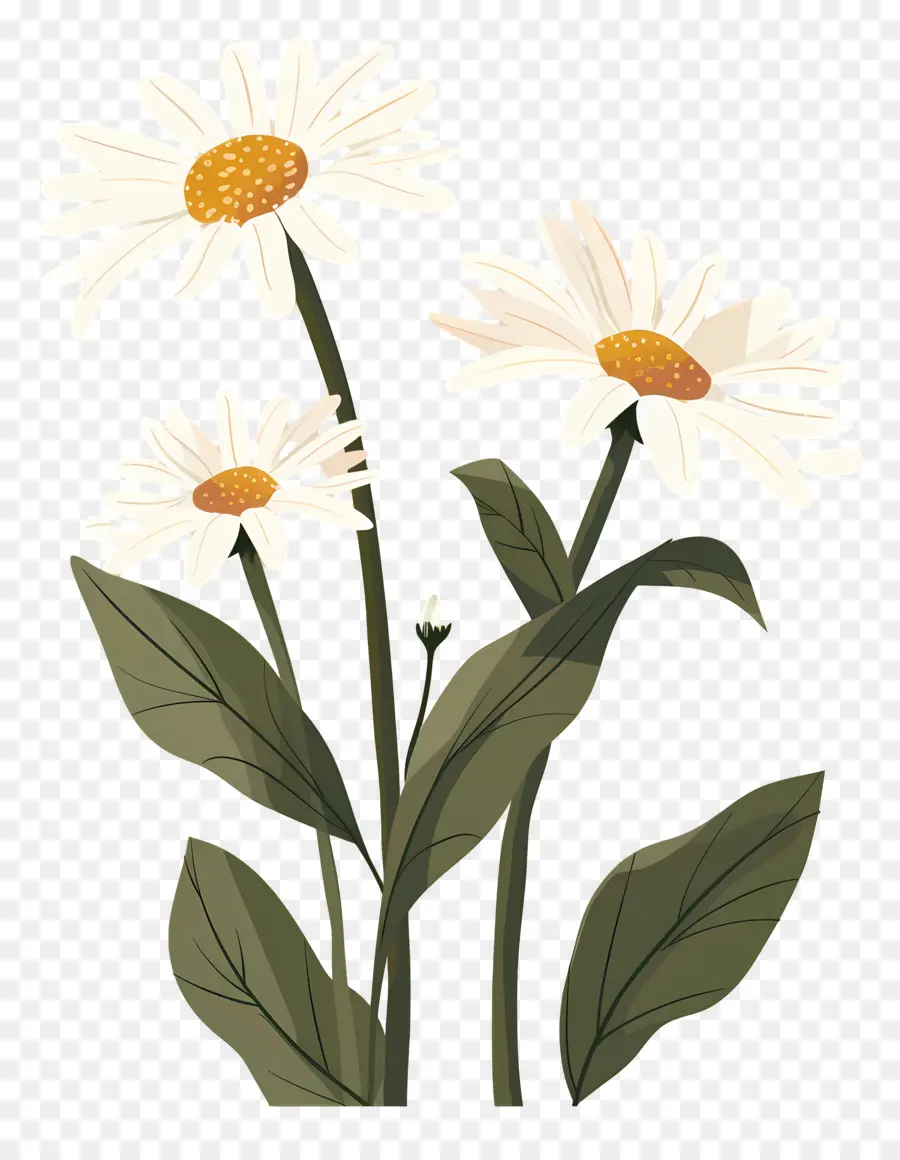 Fleurs Marguerite，Marguerites PNG