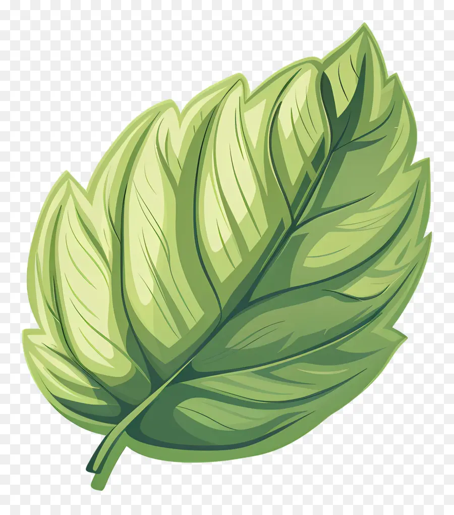 Feuille Unique，Feuille Verte PNG