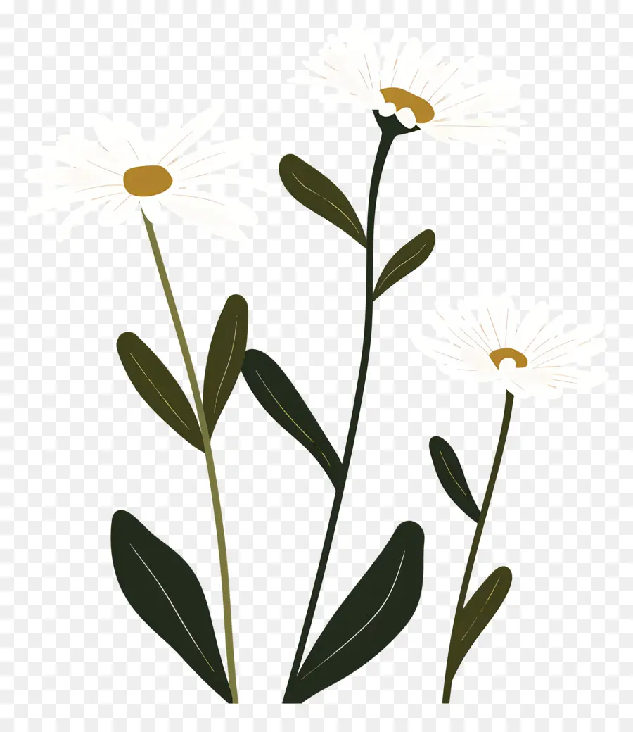 Fleurs Marguerite，Marguerites Simples PNG