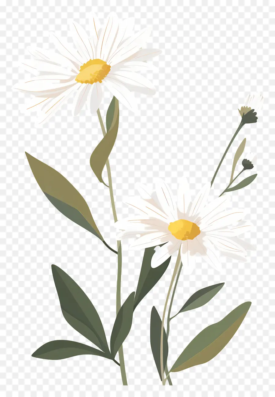 Fleurs Marguerite，Marguerites PNG