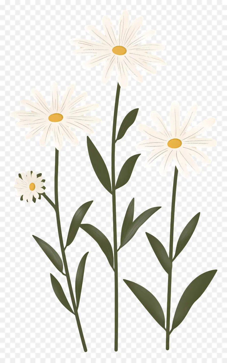 Fleurs Marguerite，Marguerites PNG