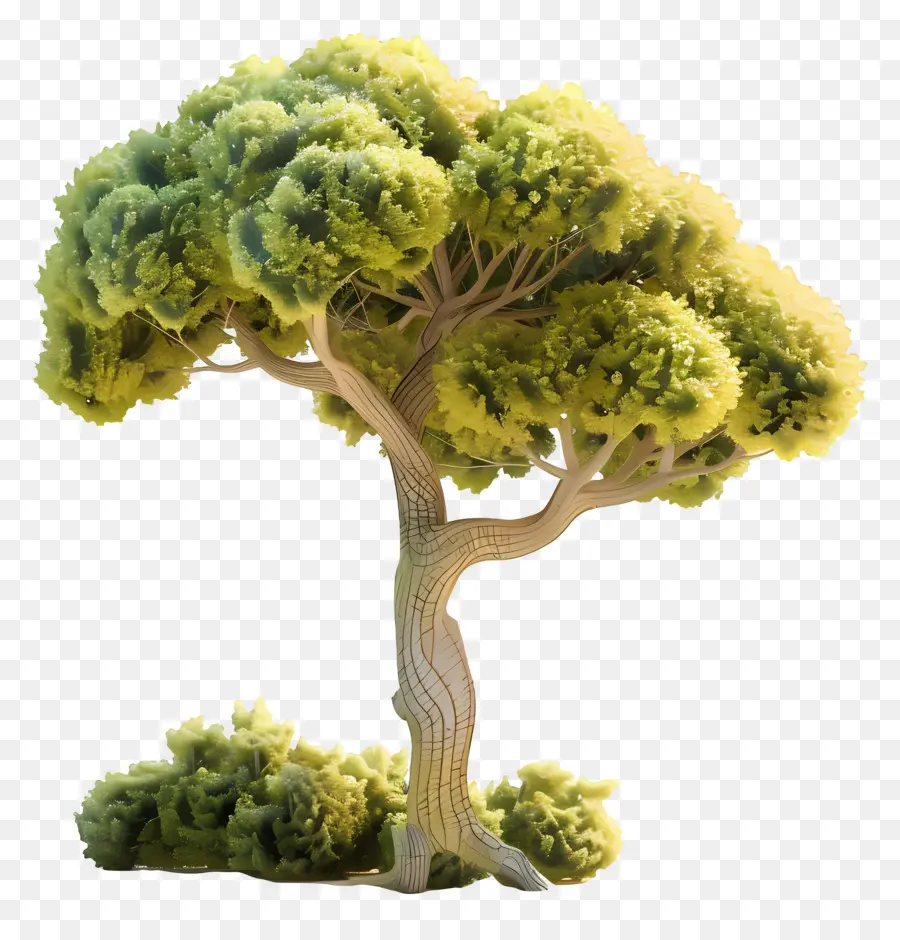 Arbre Animé，Arbre Stylisé PNG