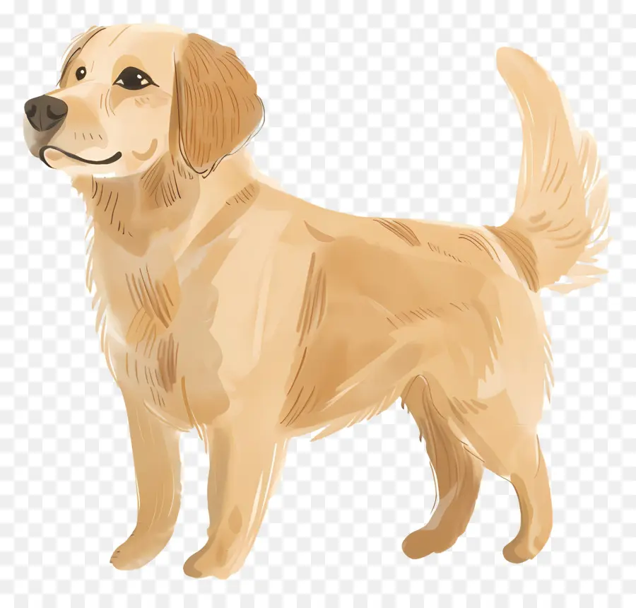 Chien Golden Retriever，Golden Retriever PNG