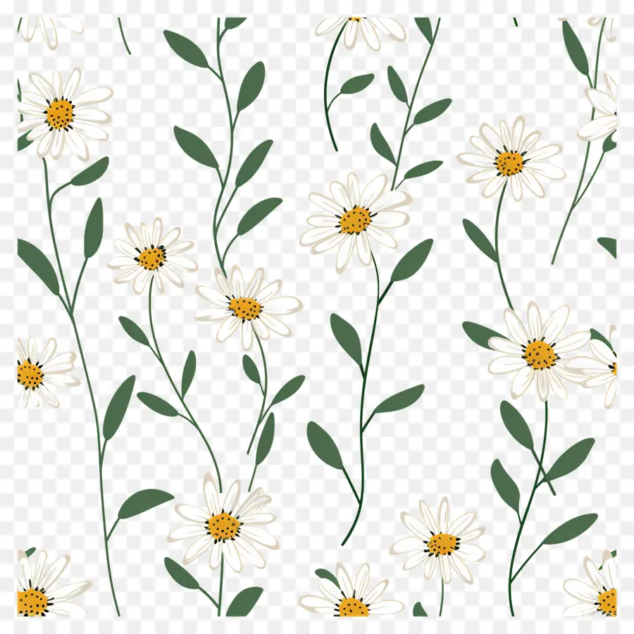 Motif De Marguerite，Fleurs Blanches PNG