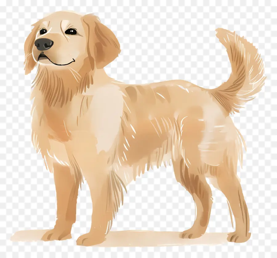 Chien Golden Retriever，Golden Retriever PNG