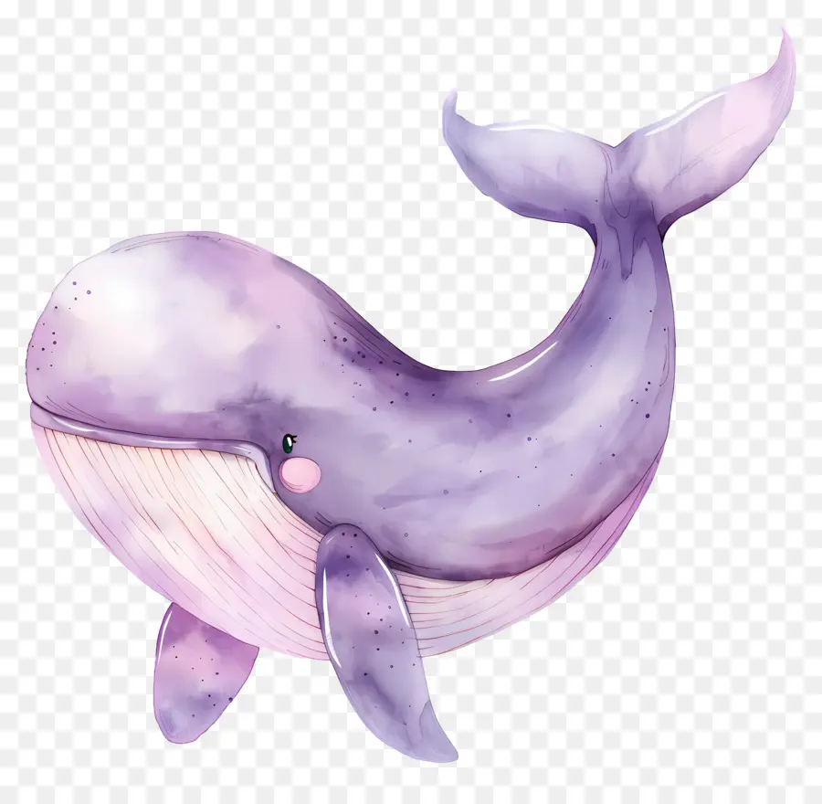 Baleine Aquarelle，Baleine Violette PNG