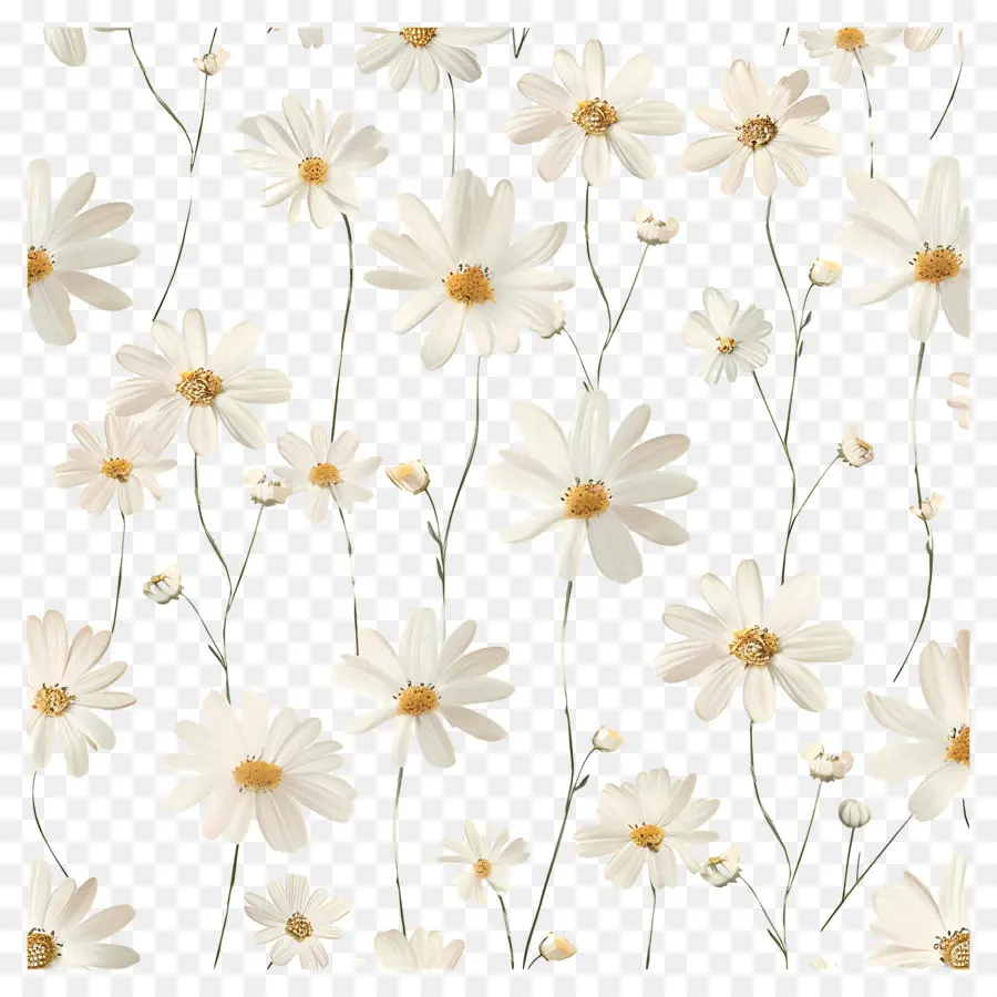 Motif De Marguerite，Marguerites PNG