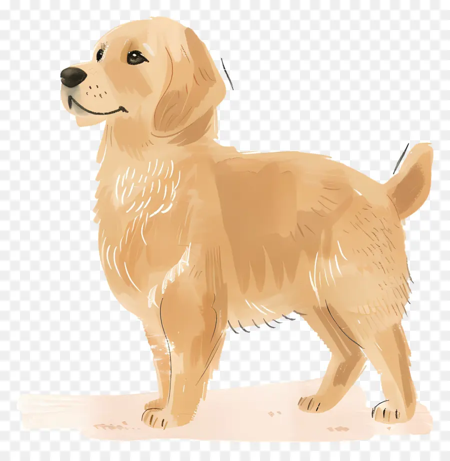 Chien Golden Retriever，Golden Retriever PNG