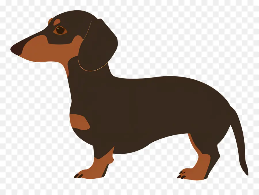 Chien Animé，Teckel Brun PNG