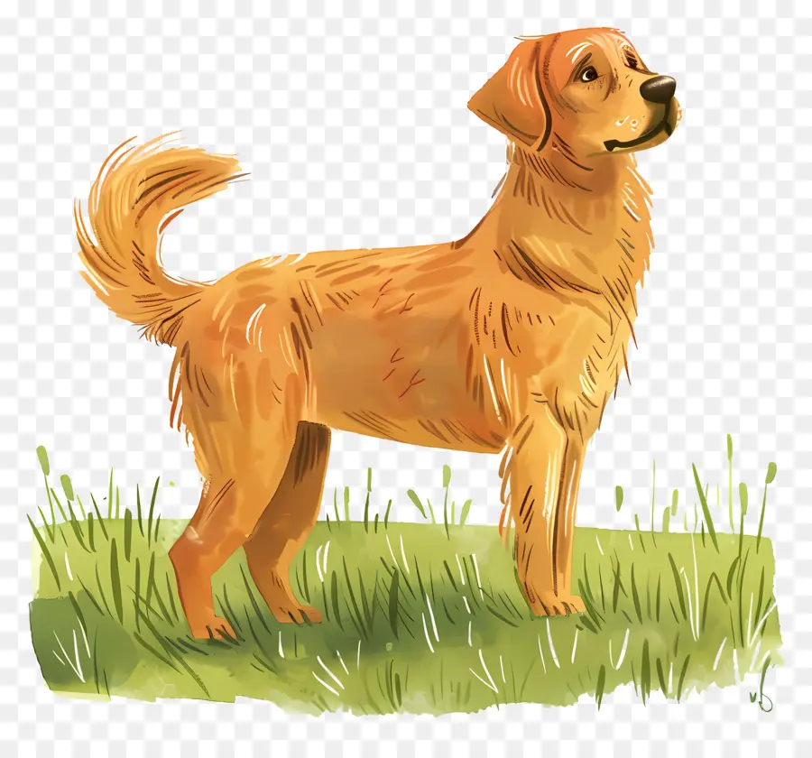 Chien Golden Retriever，Golden Retriever PNG