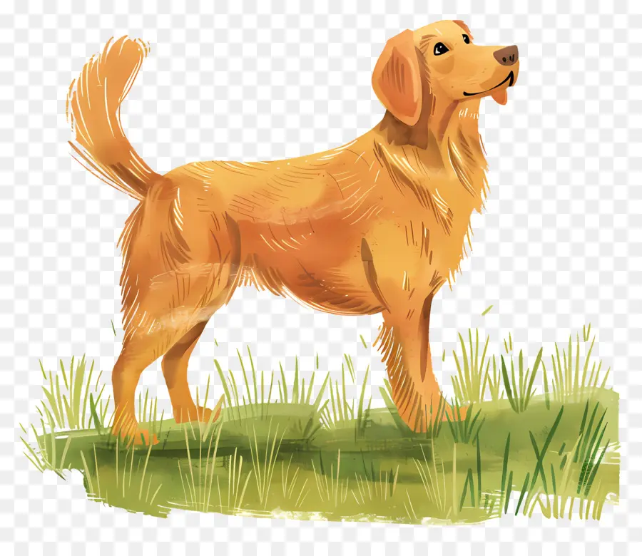 Chien Golden Retriever，Golden Retriever PNG