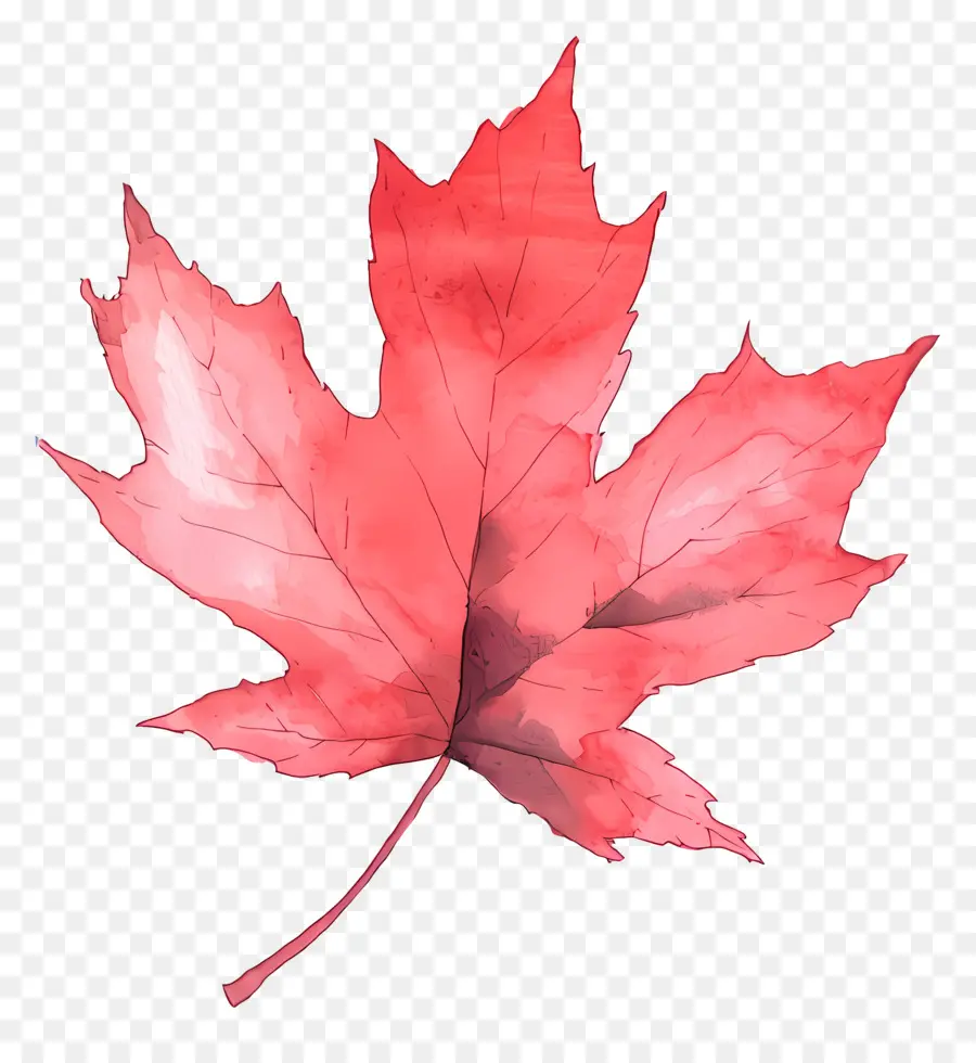 Feuille D'érable D'automne，Feuille D'érable Rouge PNG