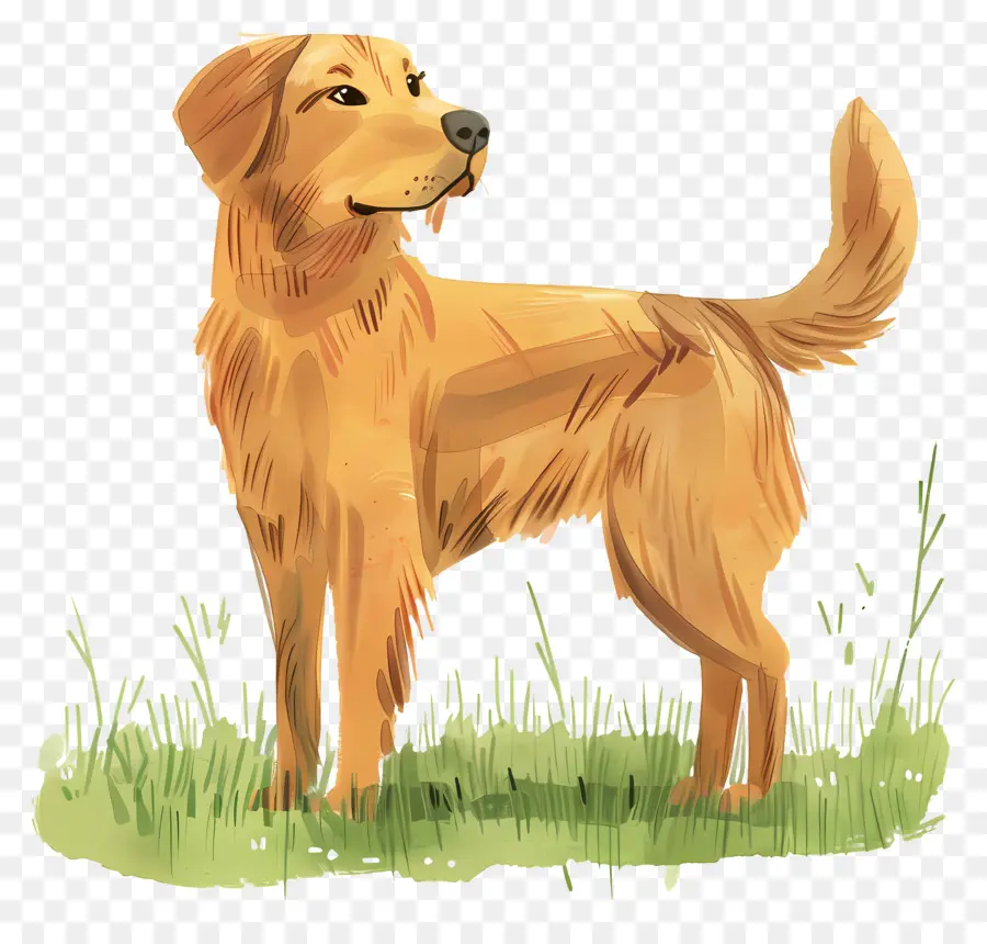 Chien Golden Retriever，Golden Retriever PNG