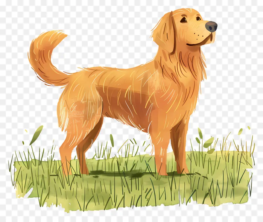 Chien Golden Retriever，Golden Retriever PNG