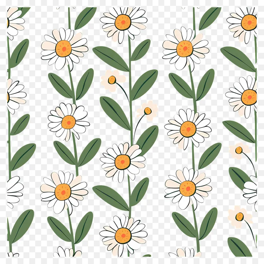 Motif De Marguerite，Fleurs Blanches PNG