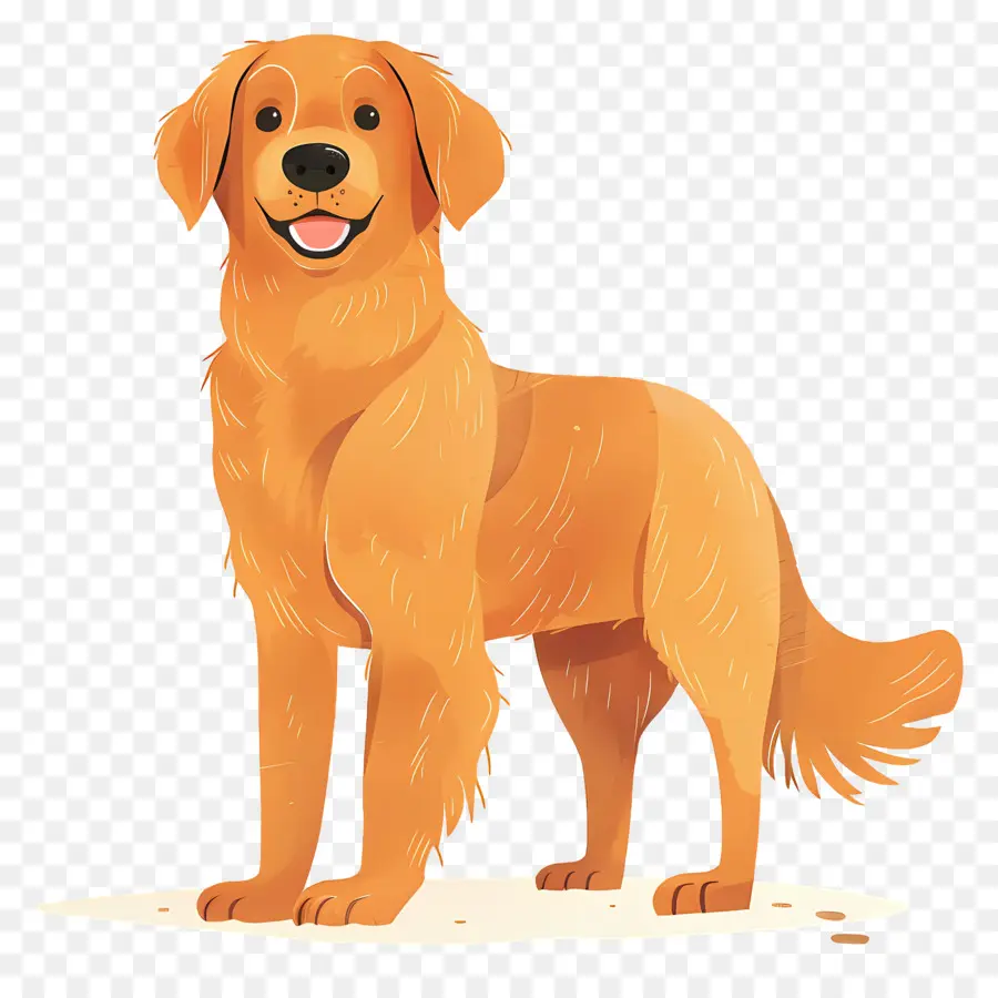 Chien Golden Retriever，Golden Retriever PNG