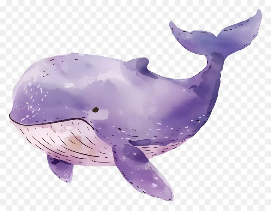 Baleine Aquarelle，Baleine Violette PNG