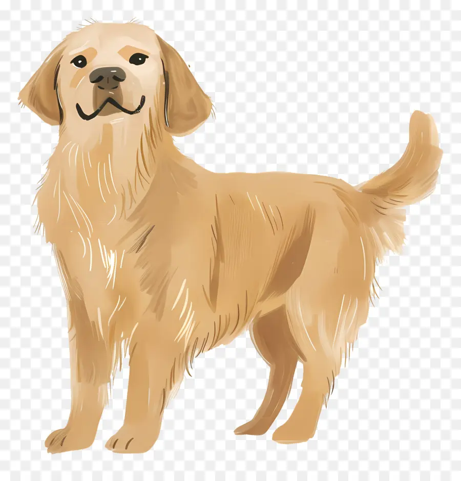 Chien Golden Retriever，Golden Retriever PNG