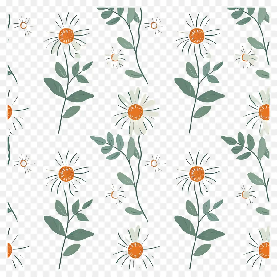 Motif De Marguerite，Fleurs Blanches PNG