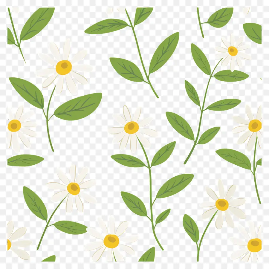 Motif De Marguerite，Fleurs Blanches PNG