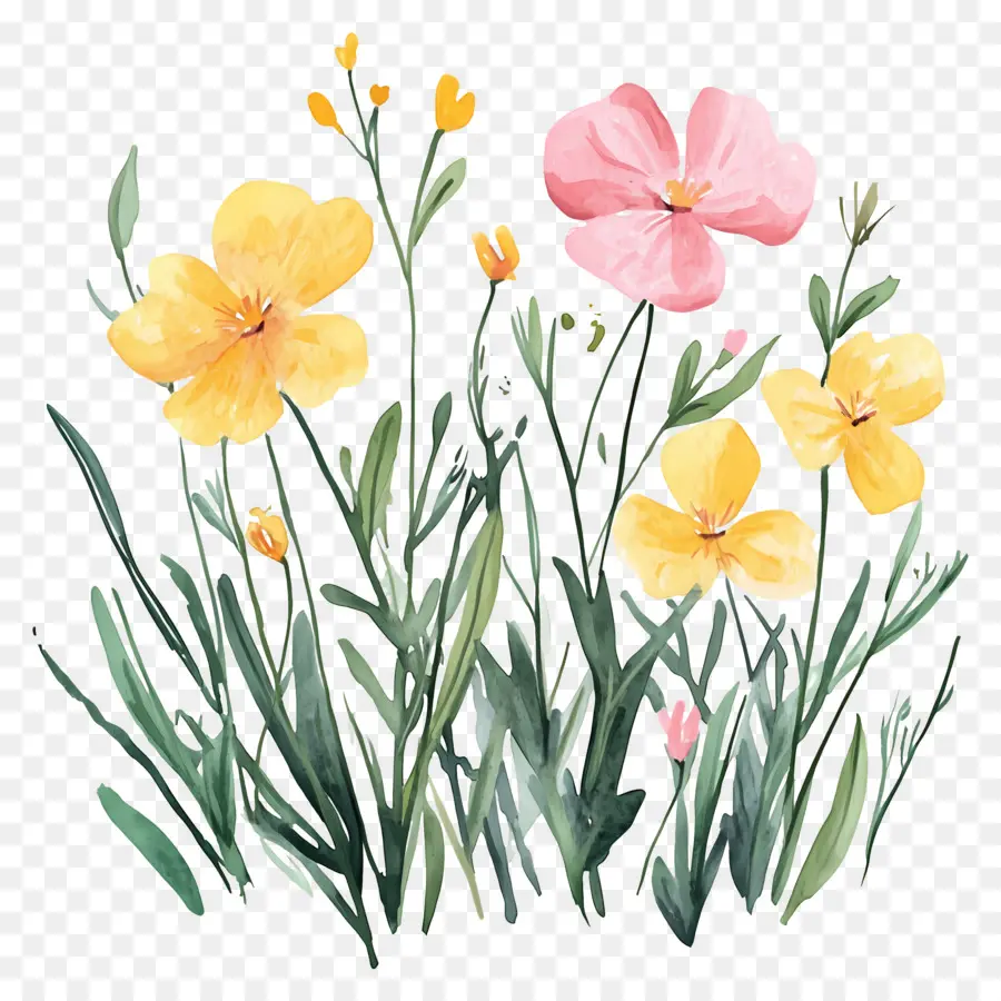 Bordure De Fleurs，Fleurs Sauvages PNG