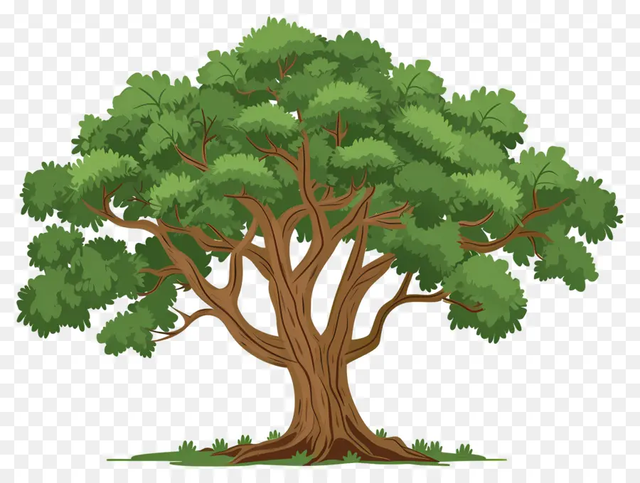 Grand Arbre，Arbres De Dessin Animé PNG