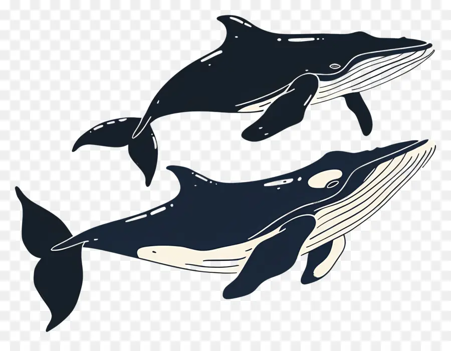 Jolie Baleine，Baleines PNG