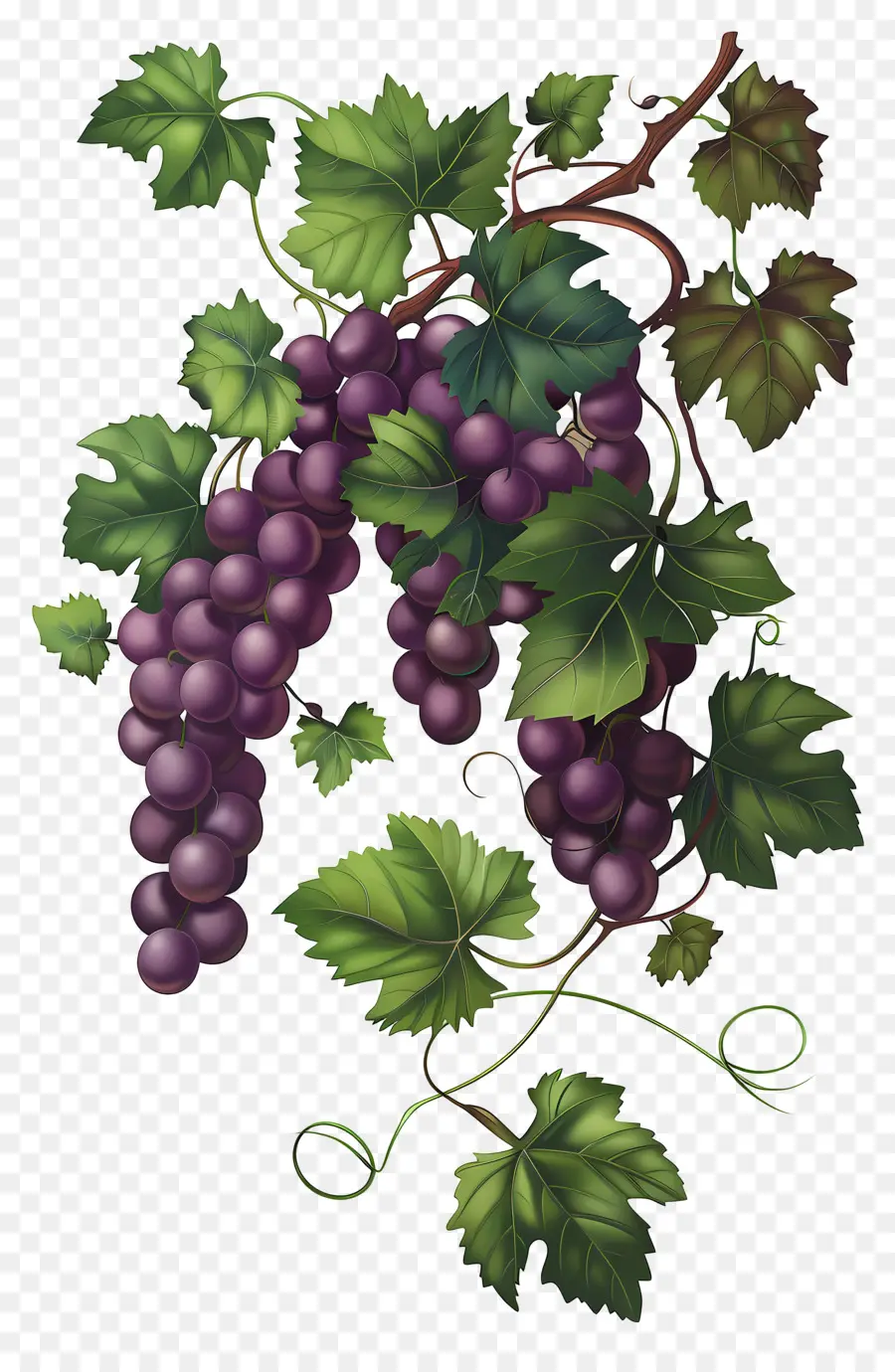 Vigne，Raisins PNG