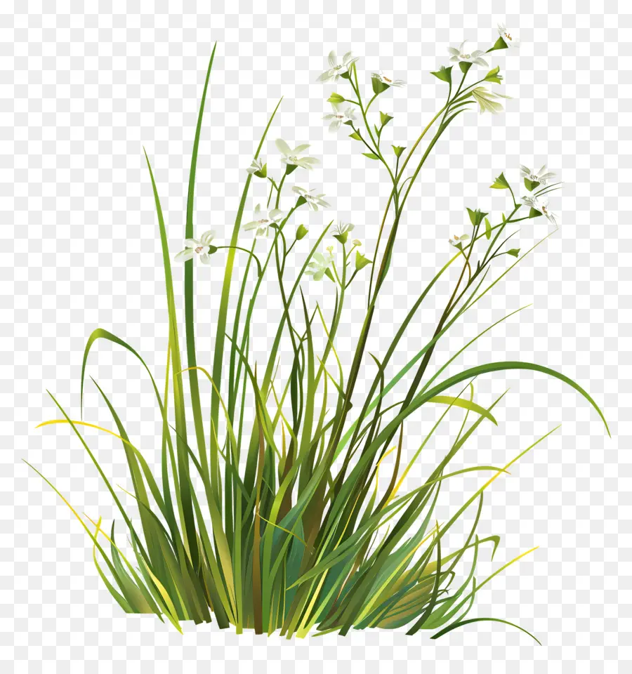 Fleur D'herbe，Herbe Verte PNG